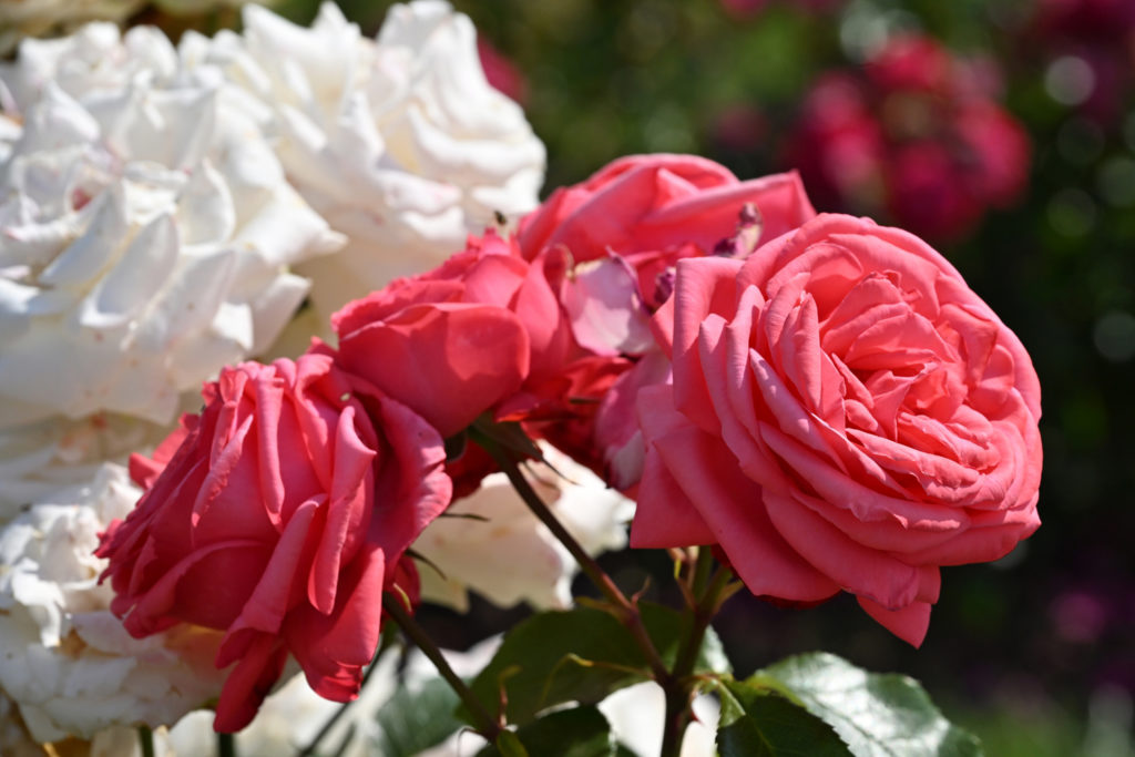Concours_international_rose_nouvelle_Nyon_20_06_2026_