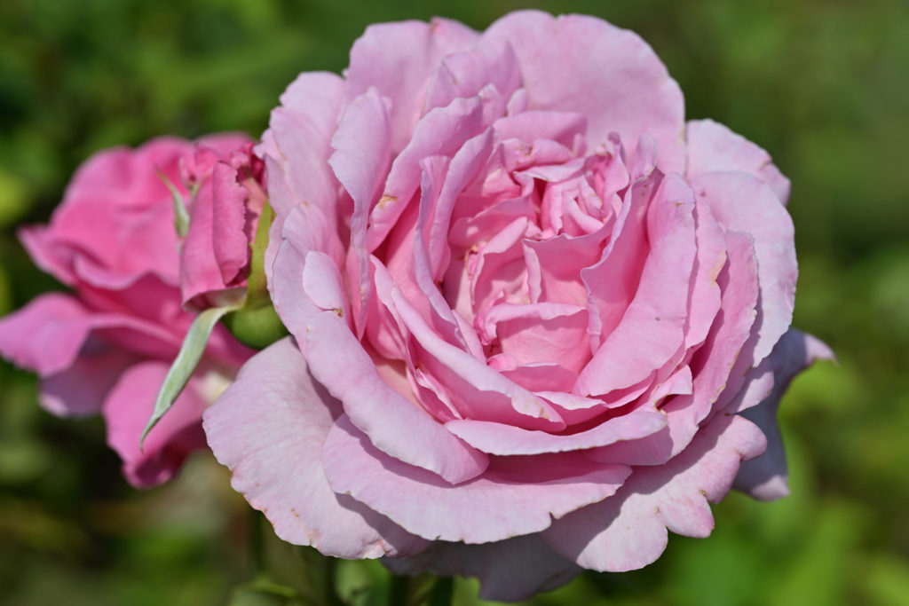 Concours_international_rose_nouvelle_Nyon_20_06_2026_